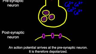 65 Transmission across a synapse [upl. by Cad]