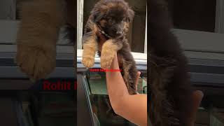 Gsd Long Coat Pup shortsvideo germanshepherd delhincr india haryana gsdlover longhair noida [upl. by Inaluiak641]