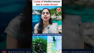 Lungs of the Mediterranean Sea Posidonia Oceanica Under Threatmedeteraniansea rathodsias upsc [upl. by Arahs870]