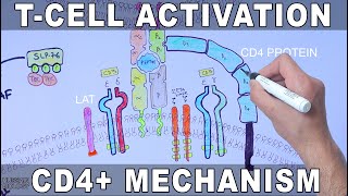 T Cell Activation  Mechanism [upl. by Monty]