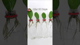 ZZ Plant  Zanzibar Gem Propagation in Water by Leaf Cuttings with 80 Days Result [upl. by Egdamlat998]