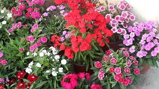 Do ONLY 5 THINGS To Keep Dianthus Full amp Flowering [upl. by Lrat]