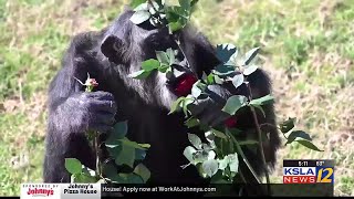 Chimp Haven in Keithville La celebrates Valentines Day [upl. by Zabrina]