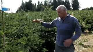 Tout savoir sur les sapins botanic® [upl. by Anastassia]