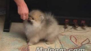 Pomeranian puppy 12 weeks [upl. by Aikat]