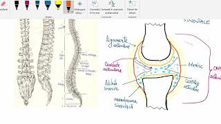 Tipuri de articulatii [upl. by Helene]