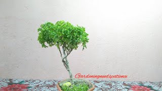 Aralia As A Bonsai  Bonsai Making  Pruning Aralia Plant [upl. by Oluas452]