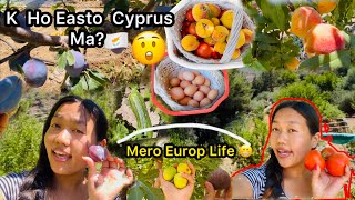 Cyprus Vlog 🇨🇾K Ho Easto Cyprus Ma🤔 Vlog Video Village  Picking Organic fruits Rosna Rai vlog [upl. by Bernice]