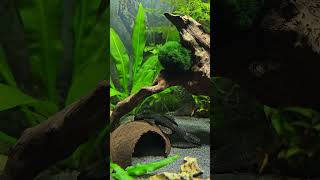 Bristlenose pleco chillout fishing aquarius animals funny youtube [upl. by Ahtiuqal]