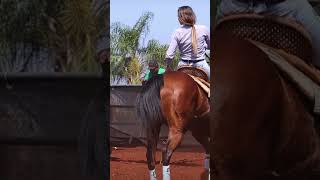 she is spectacular with apsolupto control on the horsehorse caballos cowgirl sporthorses horse [upl. by Amara]