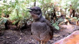 Lyrebird [upl. by Obeng]