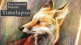 Fox Colored Pencil  Timelapse [upl. by Demah219]