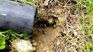 Massive UNDERGROUND Yellow Jacket Nest Swarmed and Attacked Dog and Owner Wasp Nest Removal [upl. by Hgielyk]