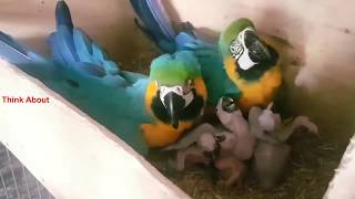 Inside the Nest of Blue Gold Macaws with their chicks cute baby funny beautiful [upl. by Lapo]