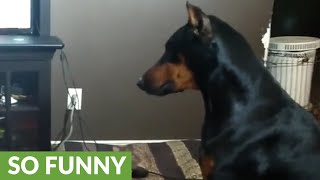 Doberman humorously struggles with new dog trick [upl. by Ly]