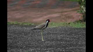 Red Wattled Lapwings [upl. by Astra]