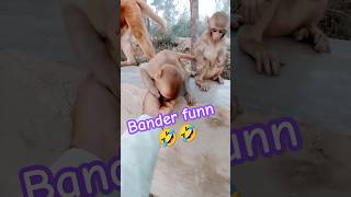 Cutebabymonkey funnyshortmonkeyvideo bandar [upl. by Cochrane]