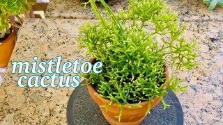 Propagate Rhipsalis Mistletoe Cactus [upl. by Debbra]