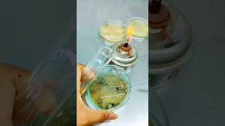 subculturing aspergillus Niger fungus💉🥼⚗️🧪🧫🧬biotechnology laboratory biology biolover fungus [upl. by Rabka]