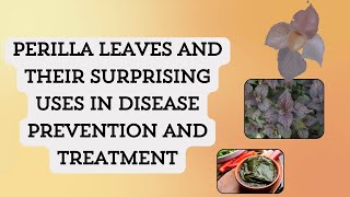 Perilla Leaves and their Surprising uses in Disease Prevention and Treatment  Pharma Healthy [upl. by Sawyere465]