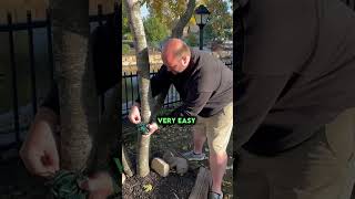 How to Wrap Trees with Christmas Lights protip shorts hacks foryou [upl. by Dnaltiac]