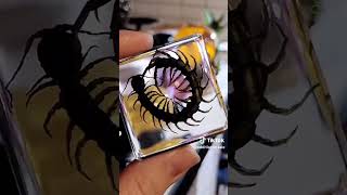 These are our centipede specimens I love these resin pieces they are some of my favorites [upl. by Auqinet777]