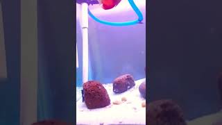 Discus fish cear in winter shorts viral subscribe shortvideo youtubeshorts youtubevideo [upl. by Attaynek599]