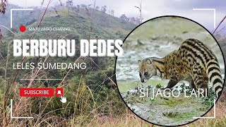 BERBURU DEDES DI LELES SUMEDANG👍🏻 huntingdog pordes anjingpemburu [upl. by Llehsim]