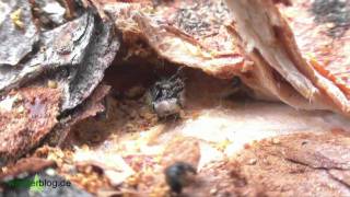 Borkenkäfer stirbt durch Harz Bark Beetle dies of resin Nationalpark Bayerischer Wald [upl. by Carpio51]