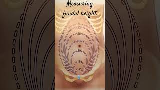 Fundal Height measurement [upl. by Lauber531]