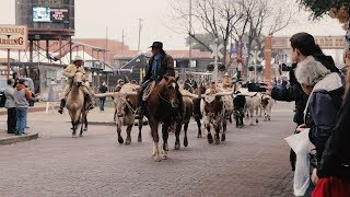 Texas Towns  The Fort Worth Stockyards [upl. by Denis]