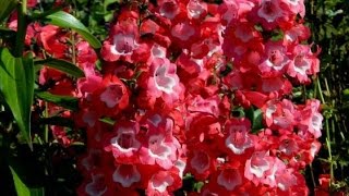 Penstemon Spring Pruning [upl. by Ahsemrac]