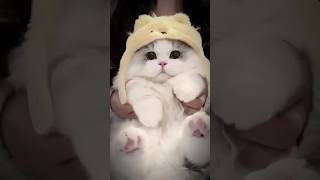 Kucing comel kucingcomel kucingimut cat [upl. by Ladiv]