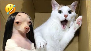 Funniest Cats And Dogs Videos 😁  Best Funny Animal Videos 2024 🥰5 [upl. by Hahsi526]