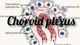 choroid plexus anatomy physiology physio drnajeeblectures drnajeeb viralvideo trending [upl. by Sanborn]