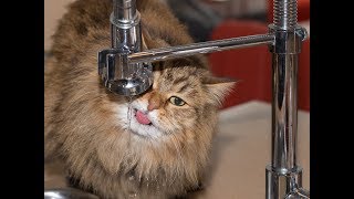 What causes the ‘plink plink’ sound of a dripping tap and how to stop it [upl. by Dewitt480]