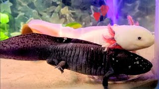 Do Axolotls Have The Ability To Hug [upl. by Alenas552]