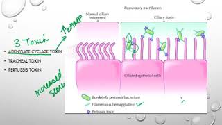 Bordetella pertussis [upl. by Nohs]