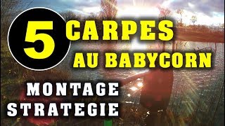 Carpe en hiver au pellet Babycorn  Montage stratégie et 5 carpes prises [upl. by Lateh]