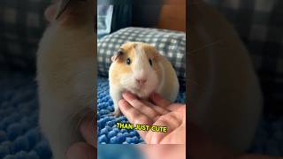 Guinea pigsPlayful expressive pets full of charm shortsviral shortsfeed shortsvideo shorts [upl. by Ylim301]