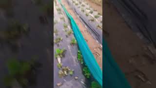 30 Microns Mulching paper video  Agri Rise Mulching Sheets video  Best Mulching seet for farming [upl. by Llenil76]