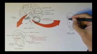 Brain Anatomy Overview  Lobes Diencephalon Brain Stem amp Limbic System [upl. by Eiramac]