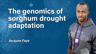 The Genomics of Sorghum Drought Adaptation  TPG Webinar [upl. by Euqenimod]