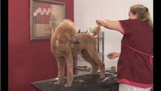 Poodle Dog Grooming  Poodle Dog Grooming Trimming the Tail [upl. by Annahsirhc597]