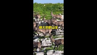 生活在海拔幾千米高的北山羊能夠行走於懸崖峭壁野生動物零距離 解說版動物世界 [upl. by Whitcomb411]