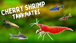 BEST Cherry Shrimp TANKMATES  TOP 10 [upl. by Liatrice]