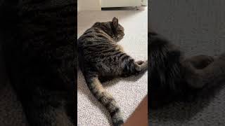 Sleeping cat funny cutecat cat cuteanimal cuteanimals cute kitten animals [upl. by Agiaf616]