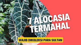 7 Alocasia Termahal Incaran para Kolektor Tanaman Hias [upl. by Kreager435]