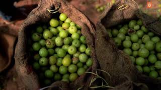 Krishnas Herbal amp Ayurveda Shot Intro Video कृष्णा हर्बल आयुर्वेदा का फैक्ट्री वीडियो [upl. by Lonier391]