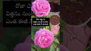 Easy to grow Rose plants from seeds youtubeshorts shortsyoutube rose garden [upl. by Ginder]